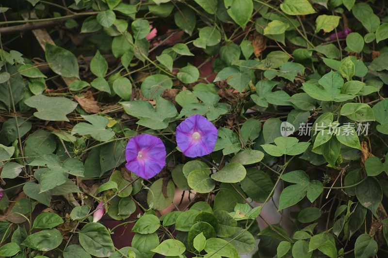 The morning glory can be symbolic of strength, giving a person the power to realise their hopes and dreams. These flowers are resilient